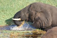 Elefanten im Chobe Fluss im frischen Gras