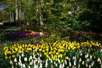090 Blumenpracht im Keukenhof
