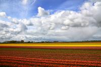 141 Museumstoomtram Horn-Medemblik, Blumenfelder