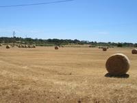 Salines d'Es Trenc (4)