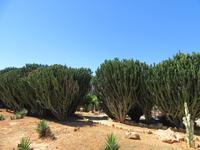 Botanicactus (63)