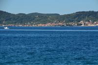 335 Zadar, Delphine vor der Riva