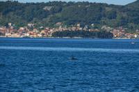 337 Zadar, Delphine vor der Riva