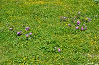 360 Senj, Blumenwiese