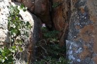 selbst aus Felsen wachsen Pflanzen