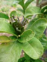 Juanito Orange Hand Buddhas