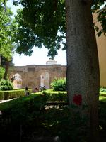 Sevilla Eingang Alcazar Kapokbaum