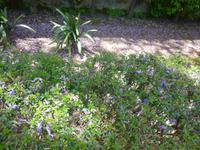 Sevilla Alcazar Gärten Jacarandablüten