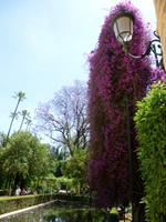 Sevilla Alcazar Gärten