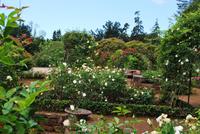 Palheiro Garten - Rosengarten