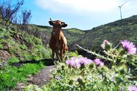 Levadawanderung - Achtung Kuh!
