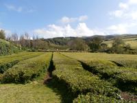 Sao Miguel Azoren-Teeplantage Gorreana