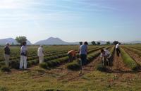 Lavendelfeld bei Riez