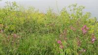 18_Unterwegs auf Guernsey (13)