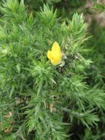 blühender Stechginster