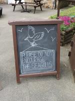 immer wieder wird vor den frechen Möwen gewarnt