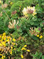 Stechginster und Jelängerjelieber