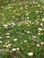 ganze Felder voller Hottentottenblumen entlang des Weges