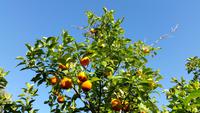 frische Orangen