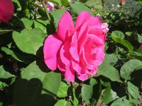 Rosen in Agros