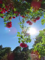 Haus der Rosen in Agros