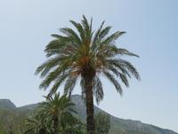 an der Abtei Bellapais