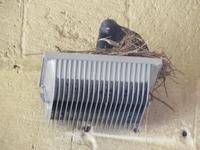 an der Abtei Bellapais