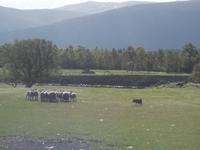 auf der Schaffarm von Neil Ross