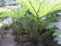 Trebah Garden Gunnera Mammutblatt