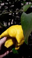 12_Limone_Impressionen_2