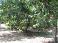 Führung über Zitronenplantage