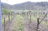 Am Weingut Vincenz Richter im Elbtal