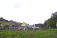 Am Weingut Vincenz Richter im Elbtal - Sörnewitz