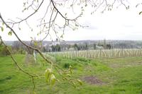 Blick auf Meißen von Schloss Proschwitz