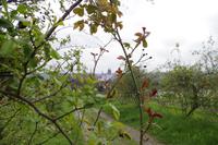 Weinverkostung am Schloss Proschwitz