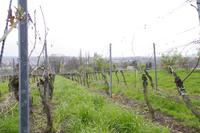 Weinverkostung am Schloss Proschwitz