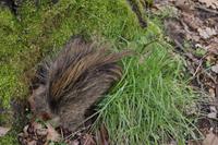 Frühlingswanderung in Moritzburg