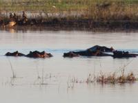 Pirschfahrt im Chobe Nationalpark - Flusspferde