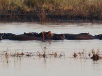 Pirschfahrt im Chobe Nationalpark - Flusspferde
