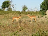 Pirschfahrt im Chobe Nationalpark - Impalas