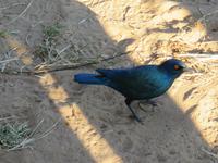 Pirschfahrt im Chobe Nationalpark - Glanzstar