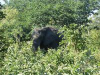 Pirschfahrt im Chobe Nationalpark - Elefant