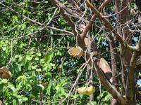 Kasane - Früchte des Baobab-Baums