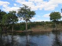 Bootsfahrt auf dem Chobe-River