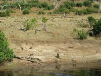 Bootsfahrt auf dem Chobe-River - Elefanten