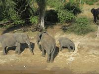 Bootsfahrt auf dem Chobe-River - Elefanten