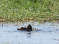 Bootsfahrt auf dem Chobe-River - Flusspferd