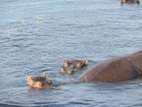 Bootsfahrt auf dem Chobe-River - Flusspferde