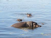 Bootsfahrt auf dem Chobe-River - Flusspferde