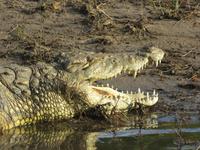 Bootsfahrt auf dem Chobe-River - Krokodil